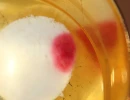 1 warna merah muncul pada hosti saat direndam  dalam air